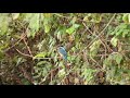 屏東縣的翠鳥common kingfisher（2019 03 08）