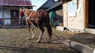 🎥РОБОЧІ КОНІ⚜️в (Гната с, Молодятин) можливий продаж💰 молодого жеребця🥁☎️