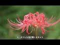 【彼岸花】撮影しやすい花を探す！zeiss touit 2.8 50mで撮る！（動画no.1513）