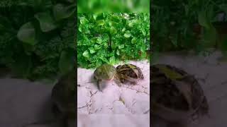 frog eats frog 😱😱#viral #short #shorts