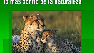 Animales Salvajes 02 15 13 39 wmv