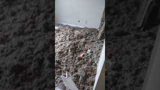 Demo on 1st bedroom of a 3,100 sq. Ft. House