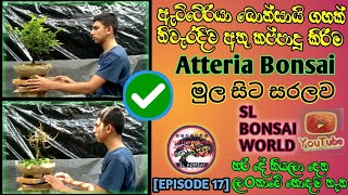 ඇට්ටේරියා ගහක් නිවැරැදිව අතු කප්පාදු කරන්නේ කේසේද?/how to make a atteria bonsai🍃🇱🇰 /sl bonsai world