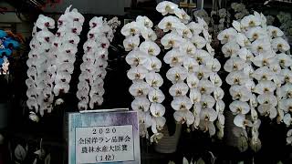 広島市植物公園 春の特別ラン展示会最終日 Ⅲ 全国洋ラン品評会～広島洋蘭クラブまで。 2021. 2.28