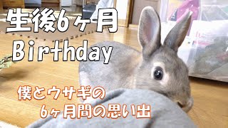 生後6ヶ月Birthday 僕とうさぎの6ヶ月間の思い出#91