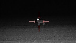 Old Female coyote couldn’t resist the pup distress on the foxpro patriot! ATN Stock IR VS reaper XXL