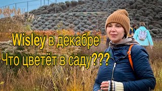 Vlog 528 - Wisley в декабре. Что цветёт по расписанию, а что нет…?