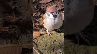 ビックリしたのが大変わかりやすいチュン太郎