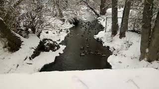 Ducks at snowy park.