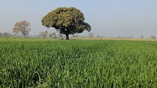 आज गेहूं और आम के बारे में जानकारी देते हुए #today #trending #tree #wheat #farming #rana #subscribe