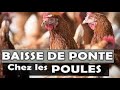 PROBLEMES DE PONTE CHEZ LA POULE ET SOLUTIONS