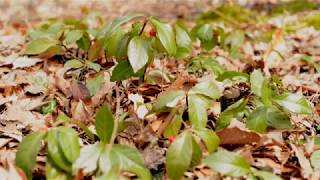 春の訪れが早い　五頭山麓いこいの森