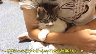 定位置はパパの膝の上☆いっぱい甘えてパワー補給する猫リキちゃん☆甘えん坊猫☆　【リキちゃんねる　猫動画】Cat videos キジトラ猫との暮らし