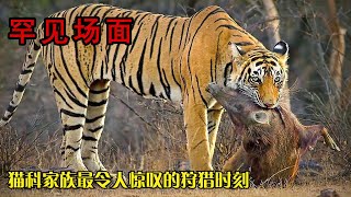 15個老虎，豹子、美洲獅等動物的獵殺場面，老虎一口一個野豬