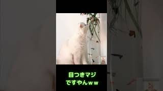 金魚を見る猫