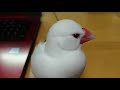 【文鳥2才5か月④】さえずり好調♪ 朝の放鳥でひと休み フルバージョンあり3代目文鳥ピーちゃん java sparrow