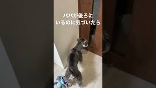 イタズラしてるところを見られてしまったミニチュアシュナウザー