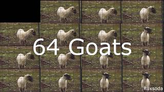 64  angry goats screaming together