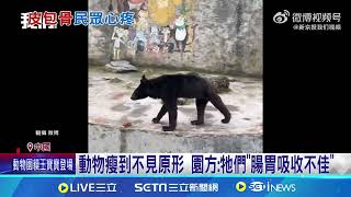 【萌寵療癒我】BUT大陸動物園竟成煉獄？棕熊比猴子還瘦、乳牛皮包骨、獅子瘦到像貴賓狗！遊客反應竟被嗆：干你啥事　大陸動物園辯稱：牠們腸胃不佳　該怎麼救？｜祝你健康