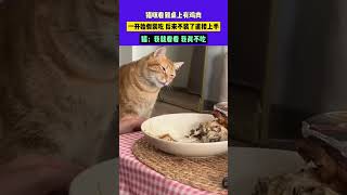 11月2日 河南，猫咪看到桌上有鸡肉，一开始 假装吃搜 ，后来不装了直接上手，猫：我就看看，我真不吃 #中国节气立冬篇 #不一样的中国节气 #常识中国