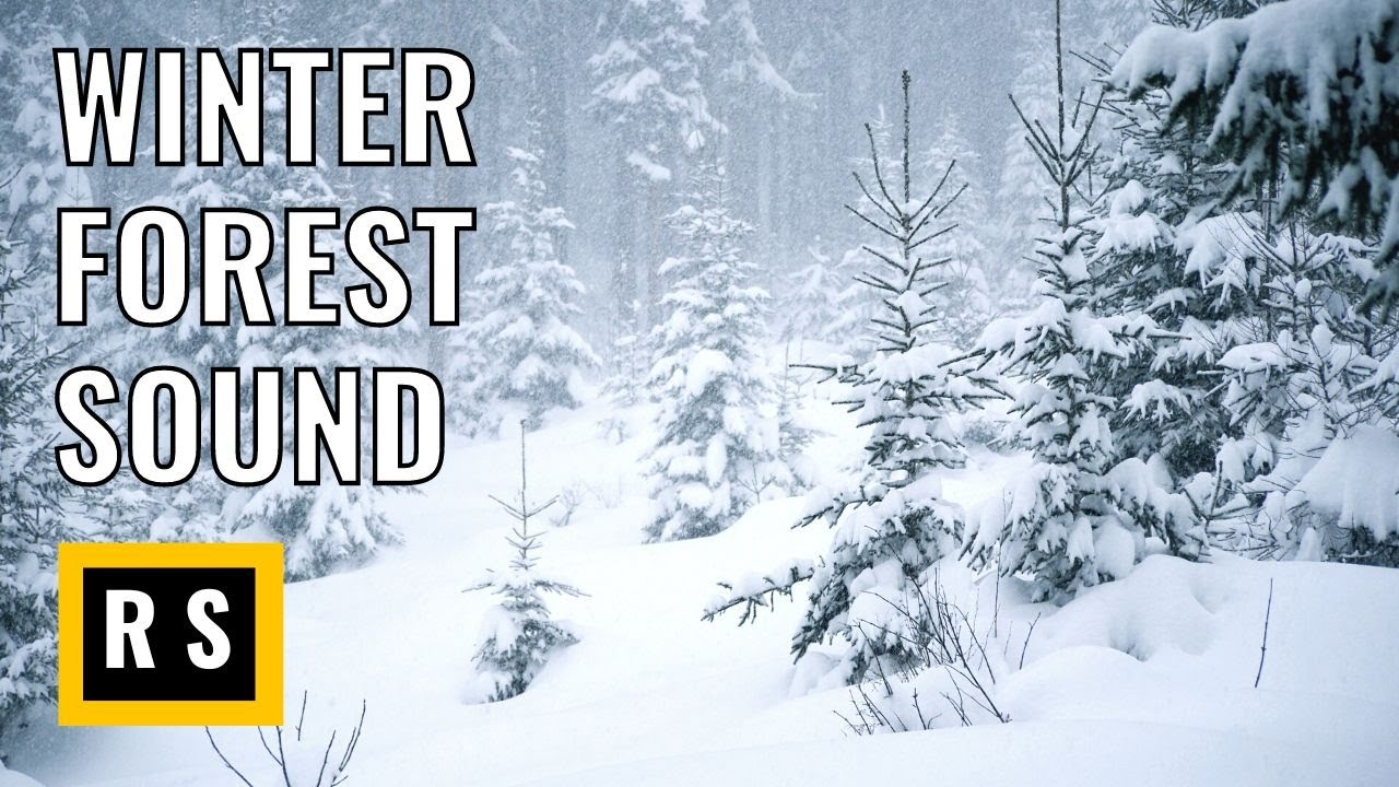 Winter Forest Sound Blizzard Sound For Sleeping Youtube