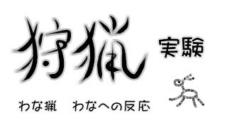 狩猟記録 架設した罠への反応