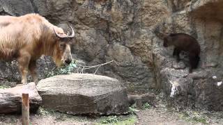 多摩動物公園　ゴールデンターキン親子