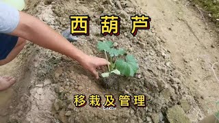 西葫芦移栽及管理