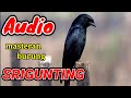 SUARA BURUNG SRIGUNTING || Cocok Buat Masteran dan  Pancingan