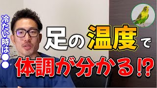 【質問コーナー】インコ/2匹を交わらないように飼う方法とは!?１匹が別のインコの食事を食べる！量が足りてないの？ツバメ/手根中手骨先の第2指がケガしてない！長距離飛行に問題はないの？などに答えました！