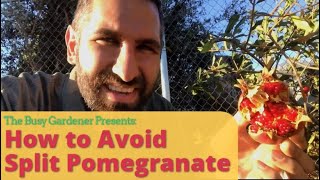 How to Avoid Split Pomegranates and Other Fruit Splitting Open - Backyard Orchard