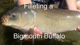 How to clean / fillet a Big Mouth Buffalo!