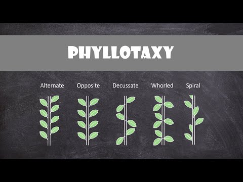 What plants alternate Phyllotaxy?