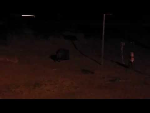 Javelina In Wickenburg, AZ Javelina In Wickenburg, AZ