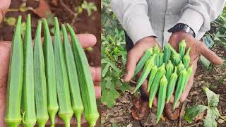 143 BHINDI KENA SEEDS OFFICIAL  ADVERTISEMENT 9624159929