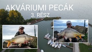 Akváriumi pecák - 3. rész: feederezés a kikötőben