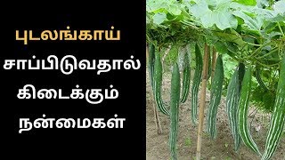 Amazing Health Benefits of Snake Gourd Tamil - புடலங்காய் பயன்கள் - Pudalangai Benefits