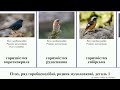 Птах ряд горобцеподібні родина мухоловкові деталь 1 кам янка горихвістка золотокіс альзакола