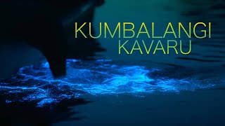 KUMBALANGI KAVARU 2023 | BIOLUMINESCENCE or SEA SPARKLE | KOCHI | KERALA | INDIA