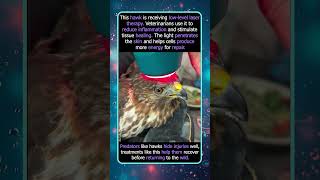 Why This Hawk Is Getting Laser Therapy