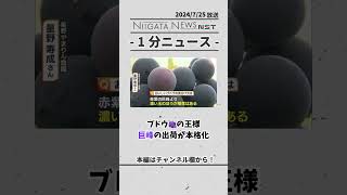 ブドウ🍇の王様　巨峰の出荷が本格化　#巨峰　#ブドウ　#フルーツ　#出荷