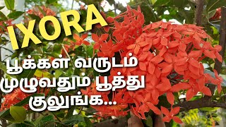 Tips to get flowers in IXORA year  long ||IXORA growing tips in tamil