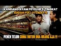 CUMA BUTUH DUA ORANG !!! KANDANG AYAM PETELUR 5 TINGKAT SERBA OTOMATIS | Tandang Ke Kandang