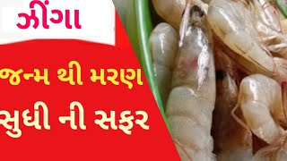 ઝીંગા મચ્છી જન્મ થી કિચન સુધી  ની આખી પ્રોસેસ જાણો #Zinga #Gir #Somnath #Zingafarm