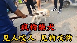 疯狗柴犬见什么都咬，狗贩子看不下去，铁夹子下惨叫声不断