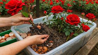 Don't Throw It Away! It Makes Roses Root, Sprout, And Bloom 900% More!