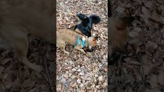 🐾Yuki \u0026 Zorrita: Wenn Spielzeit auf Vollgas trifft im🌳 Wald! 💨 | Das Power-Duo in Action!