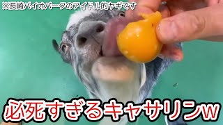 【長崎バイオパーク】アイドルヤギのキャサリンにビワをあげたら…Loquat-eating goat