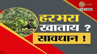 Special Report हरभरा खाताय? सावधान! तुमच्या घशात उतरतोय डर्टी हरभरा, बघा हा हरभरा कुठे धुतला जातोय?