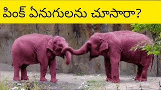 ⚡⚡పింక్ ఏనుగులను చూసారా?|మీకు తెలుసా ? Intresting facts||Unknown  facts in Telugu 😲😲#shorts#funfacts